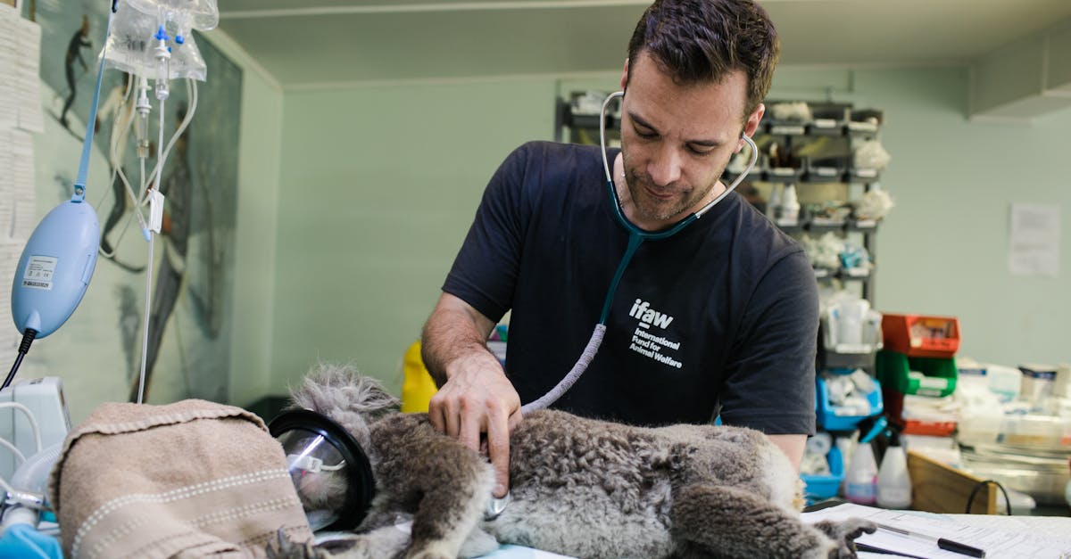 entdecken sie umfassende tierärztliche dienstleistungen für die gesundheit und das wohlbefinden ihres haustieres. unser erfahrenes team von veterinären bietet hochwertige pflege, präventive behandlungen und fachkundige beratung für ein glückliches und gesundes leben ihrer tiere.