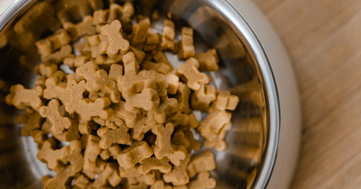 entdecken sie die besten tipps zur tierernährung! unsere umfassenden ratgeber helfen ihnen, die optimale ernährung für ihr haustier zu gestalten, um gesundheit und wohlbefinden zu fördern.