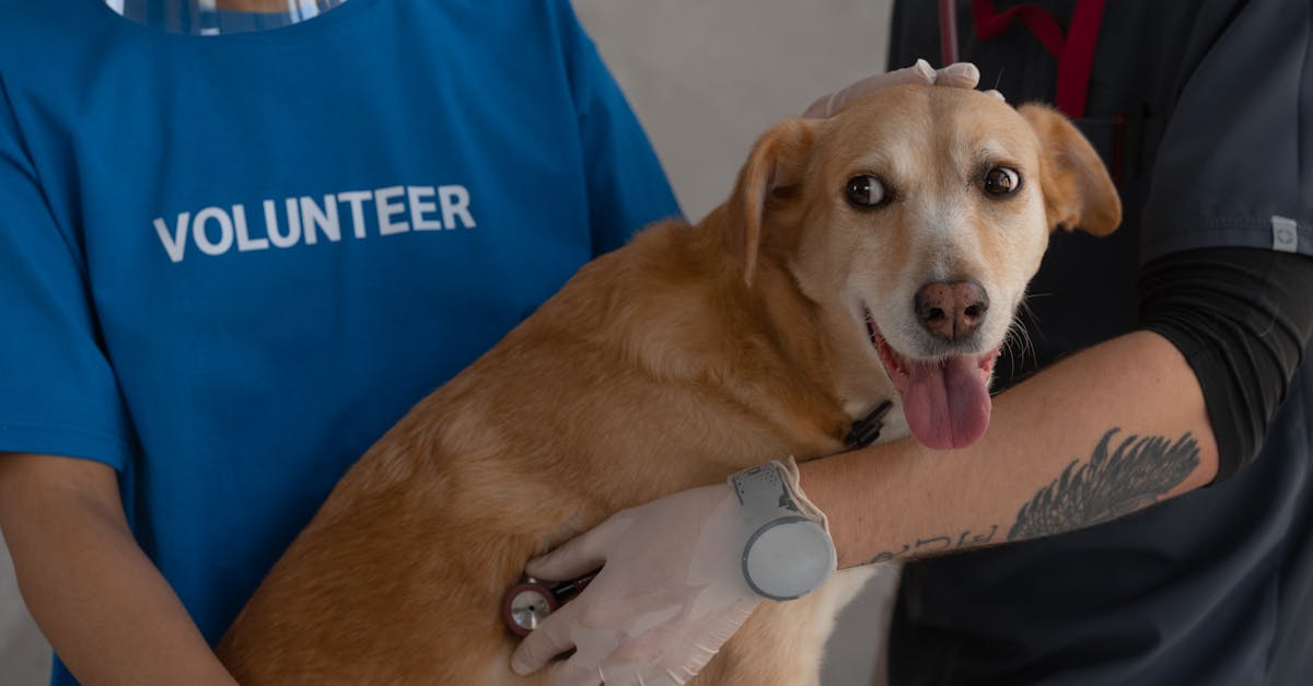 entdecken sie hochwertige produkte für die gesundheit ihres haustiers: pflege, ernährung und wellness für hunde, katzen und andere tiere. sorgen sie für das wohlbefinden ihres lieblings mit ausgewählten pet health produkten.