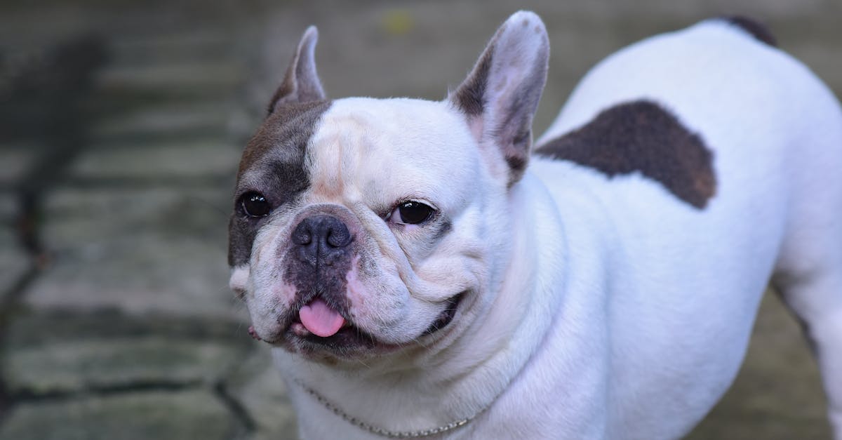 setzen sie sich für das wohlbefinden und die rechte von haustieren ein. erfahren sie mehr über tierschutz, verantwortungsvolle tierhaltung und wie sie haustieren eine stimme geben können.