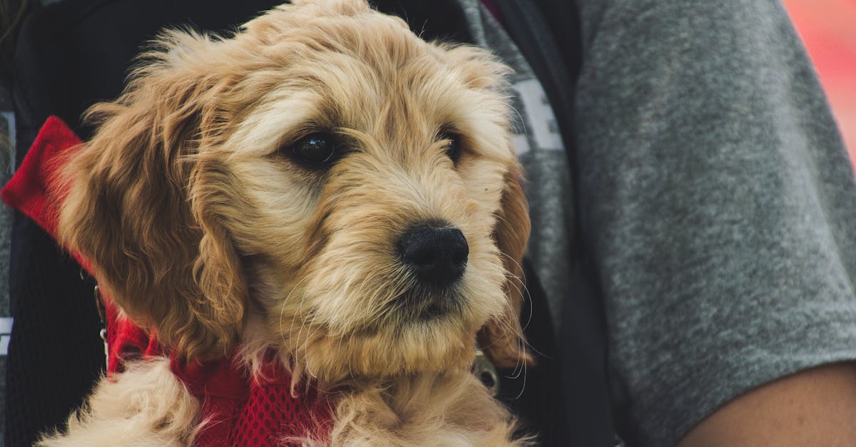 entdecken sie die freude der tieradoption! finden sie ihr perfektes haustier aus unserem liebevollen tierheim. schenken sie einem ausgesetzten tier ein neues zuhause und bereichern sie ihr leben mit unendlicher liebe und gesellschaft.