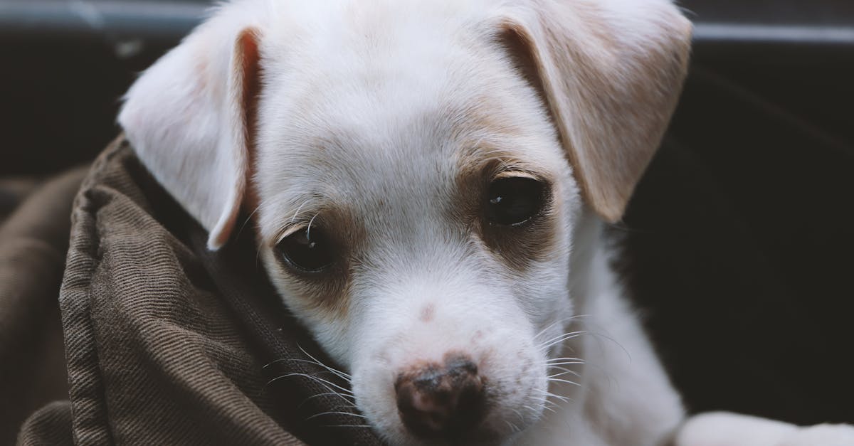 entdecken sie die freude der haustieradoption! finden sie ihr perfektes haustier aus einer vielzahl von liebevollen tieren, die ein neues zuhause suchen. adoptieren sie und schenken sie einem tier ein neues leben!