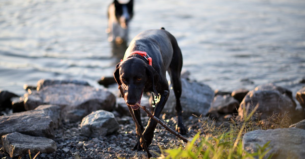 entdecken sie die faszinierende welt des tierverhaltens. erfahren sie mehr über die verschiedenen verhaltensweisen von tieren, ihre sozialen interaktionen und wie sie sich an ihre umgebung anpassen. tauchen sie ein in die wissenschaft und die geheimnisse des verhaltens von tieren.