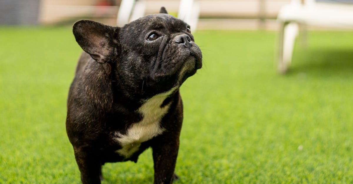 entdecken sie hilfreiche tipps und ratschläge rund um die haustierpflege – von ernährung und gesundheit bis zu wohlbefinden und erziehung. so bleibt ihr haustier glücklich und gesund!