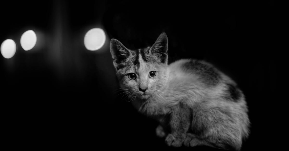 entdecken sie die besten tipps und produkte für die tierpflege. von ernährung über gesundheit bis hin zu spielzeug – alles, was sie brauchen, um ihr haustier glücklich und gesund zu halten.