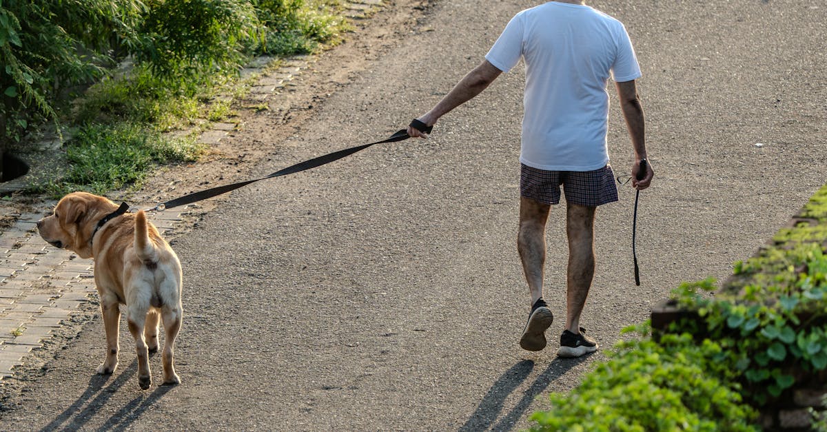 entdecken sie hilfreiche tipps und ratschläge zur optimalen tierpflege. erfahren sie, wie sie das wohlbefinden ihres haustiers fördern und es gesund und glücklich halten können.