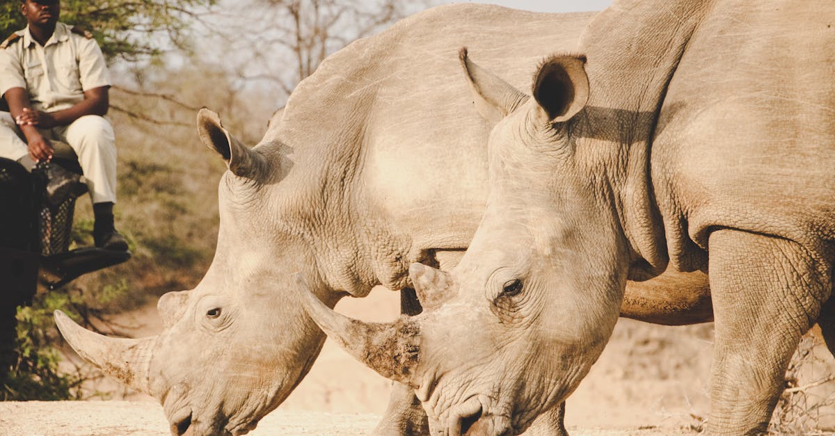 entdecken sie die bedeutung des tierschutzes und die verschiedenen wege, wie sie tiere schützen und ihnen helfen können. erfahren sie mehr über organisationen und initiativen, die sich für das wohl der tiere einsetzen.
