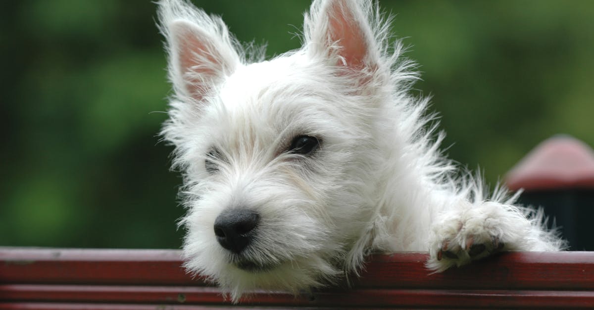 entdecken sie umfassende informationen und tipps zur haustierpflege. von der ernährung über die gesundheit bis zur haltung – alles, was sie für das wohlbefinden ihres geliebten haustieres wissen müssen.