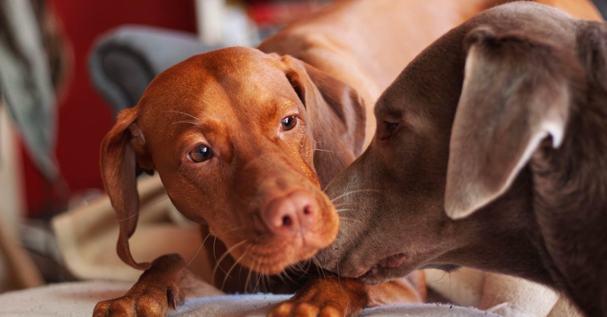 entdecken sie unsere umfassenden tipps und ratschläge zur haustierpflege. von ernährung über gesundheit bis hin zu verhalten – alles, was sie für das wohlbefinden ihres geliebten haustiers wissen müssen.