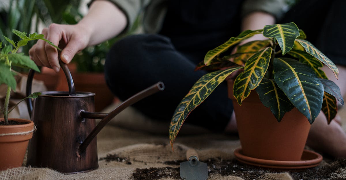 entdecken sie nachhaltiges leben: tipps und ideen für einen umweltfreundlichen lebensstil, der die erde schützt und gleichzeitig ihr wohlbefinden fördert.