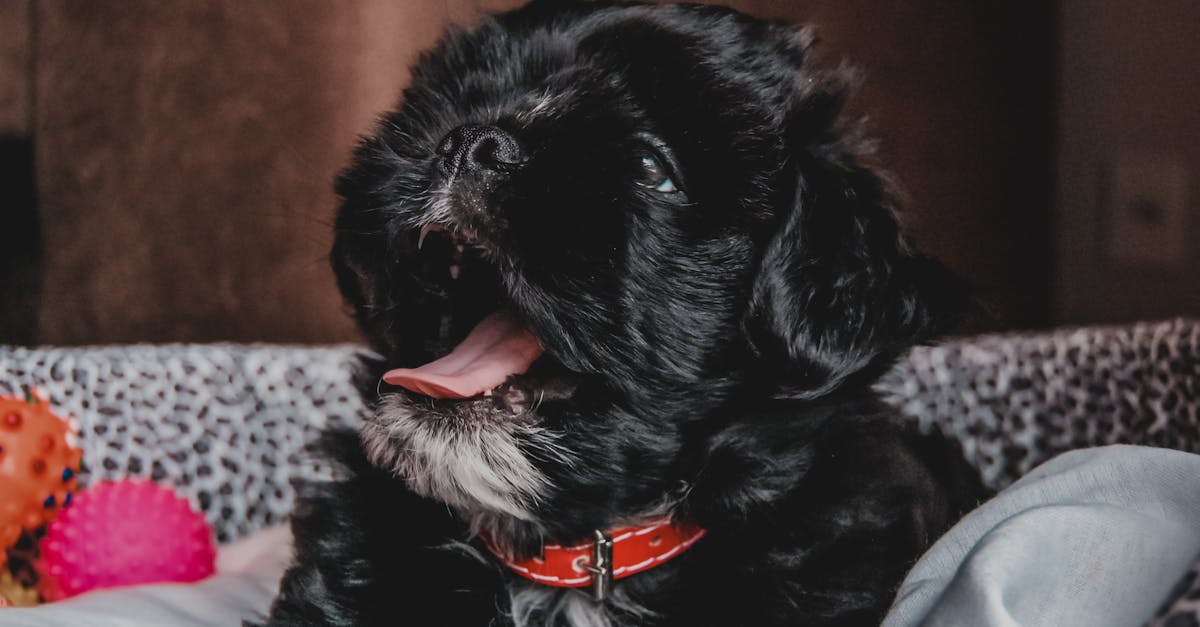 entdecken sie effektive strategien zur haustierausbildung! unsere tipps helfen ihnen, das verhalten ihres haustiers zu optimieren und eine starke bindung aufzubauen. egal ob hund oder katze, wir bieten wertvolle ratschläge für eine erfolgreiche erziehung.