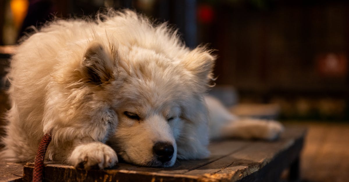 entdecken sie umfassende tipps und ratschläge zur tierpflege, um das wohlbefinden und die gesundheit ihrer haustiere zu fördern. erfahren sie mehr über ernährung, reinigung, training und vieles mehr!