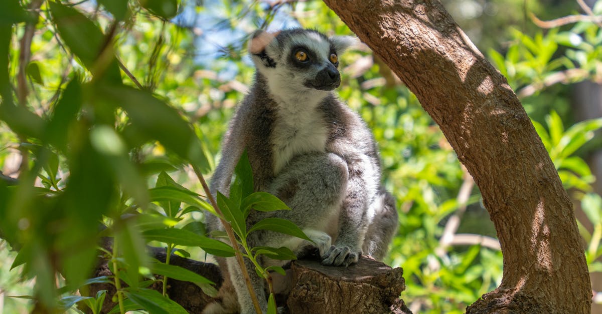 entdecken sie die faszinierende welt des tierverhaltens. erfahren sie, wie tiere kommunizieren, interagieren und sich an ihre umgebung anpassen.