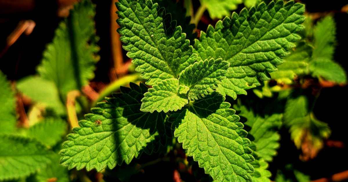 entdecken sie gemütliche cafés, in denen hunde und haustiere willkommen sind! finden sie die besten pet-friendly cafés in ihrer nähe für entspannte momente mit ihrem vierbeiner.