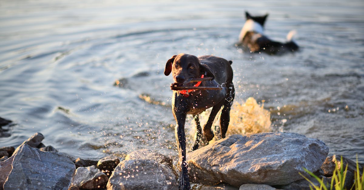 entdecken sie die faszinierende welt des tierverhaltens. erfahren sie, wie tiere kommunizieren, interagieren und sich an ihre umgebung anpassen. lernen sie die verschiedenen aspekte des verhaltens von wildtieren und haustieren kennen.