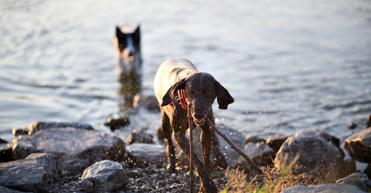 erforschen sie das faszinierende verhalten von tieren! entdecken sie die verschiedenen arten des tierischen verhaltens, ihre kommunikation, fortpflanzung und soziale interaktionen in der natur. lernen sie, wie umweltfaktoren das verhalten von tieren beeinflussen.