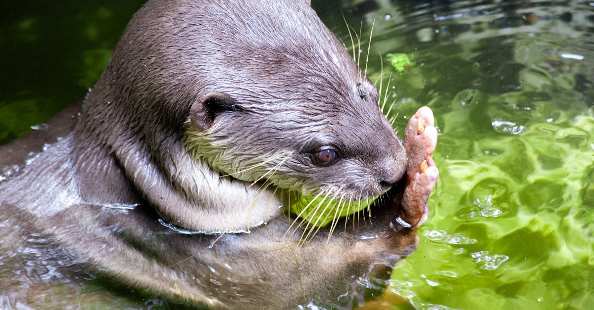 entdecken sie die tierverhaltenstherapie: professionelle methoden zur verbesserung des wohlbefindens und verhaltens ihres haustiers. erfahrene therapeuten unterstützen gezielt bei verhaltensproblemen – für ein harmonisches miteinander von mensch und tier.