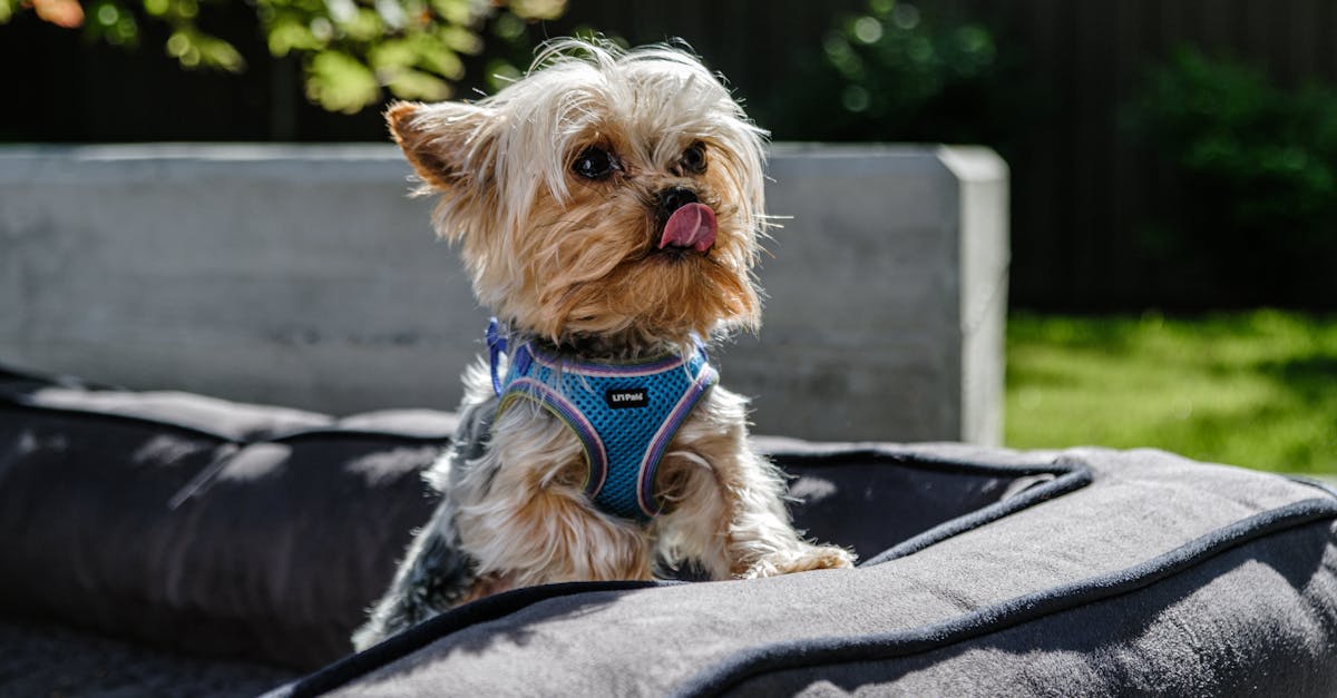 entdecken sie die freude der haustieradoption! finden sie ihr ideales haustier in einem tierheim und geben sie einem verlassenen tier ein liebevolles zuhause. beginnen sie noch heute ihre reise zur tierischen begleitung!