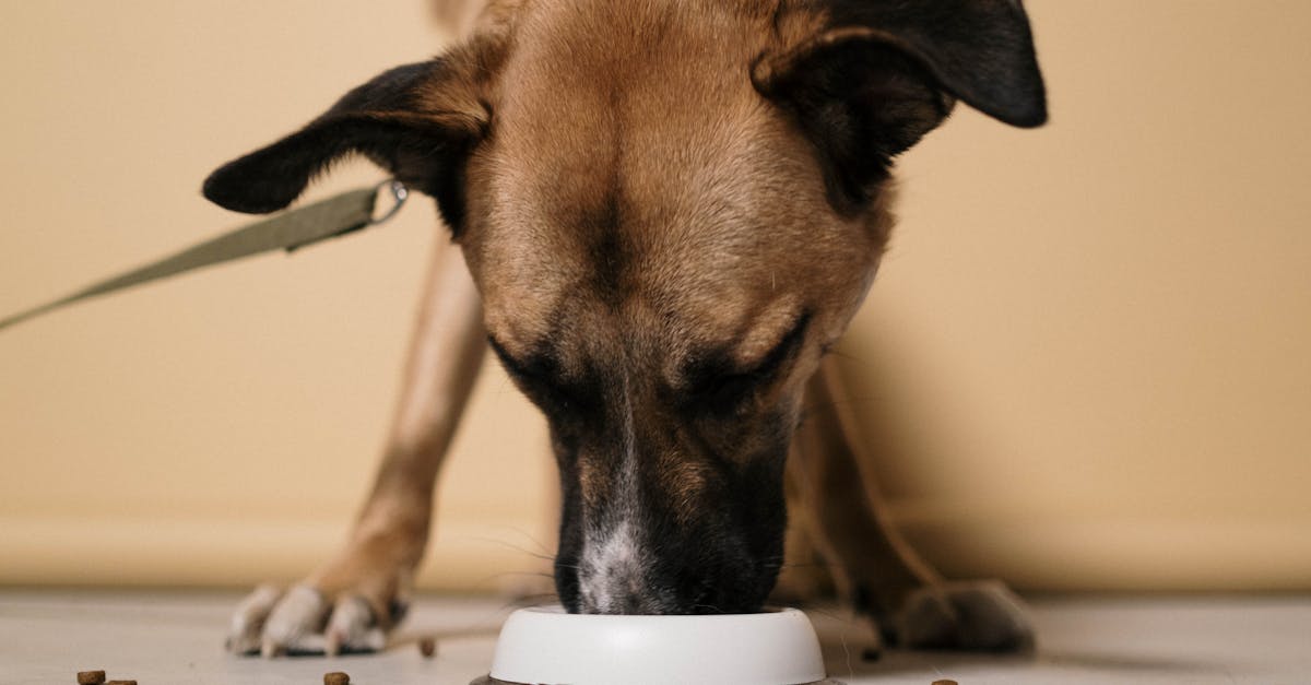 erfahren sie alles über die gesundheit ihres haustiers: tipps zur pflege, ernährung, prävention von krankheiten und wohlbefinden für hunde, katzen und andere haustiere.