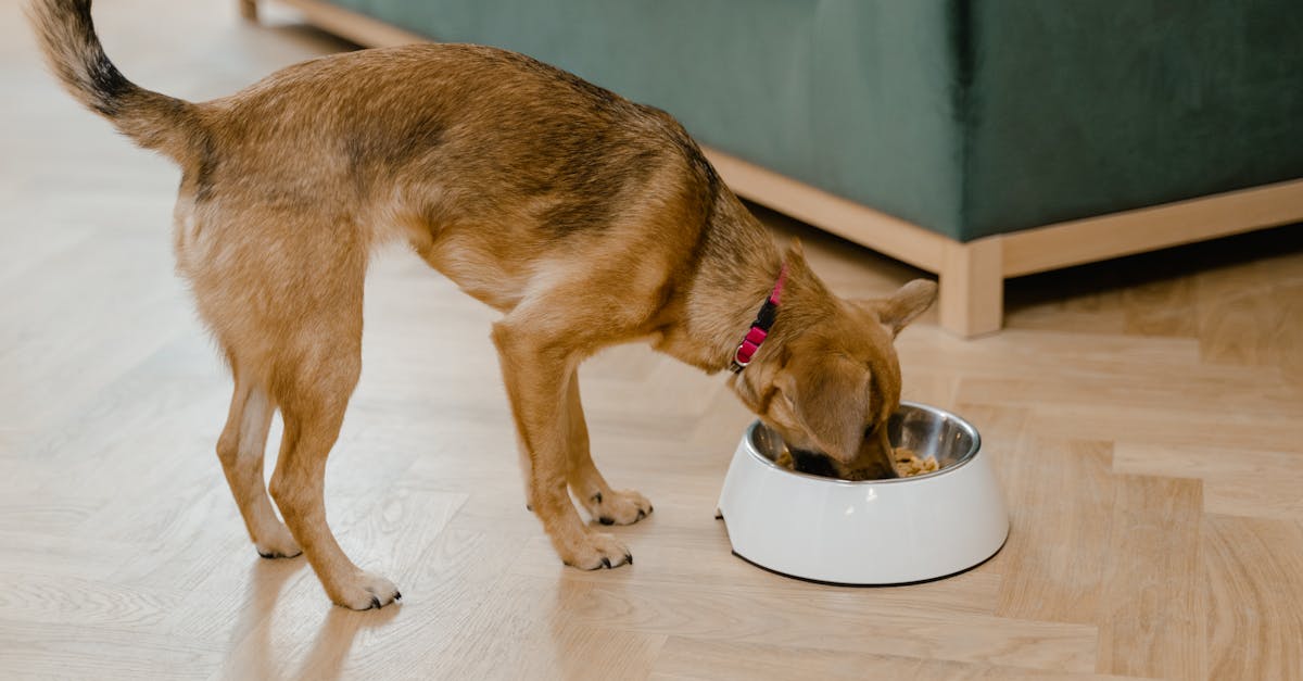 entdecken sie die besten tipps zur haustiernahrung! erfahren sie, wie sie eine ausgewogene und gesunde ernährung für ihr haustier sorgen können, um deren wohlbefinden und lebensqualität zu steigern.