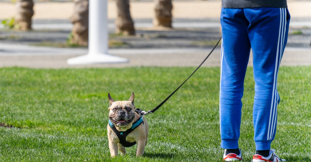 entdecken sie die besten tipps und produkte für die pflege ihrer haustiere. von ernährung über gesundheit bis hin zu spielzeug finden sie alles, was sie brauchen, um ihr geliebtes tier glücklich und gesund zu halten.