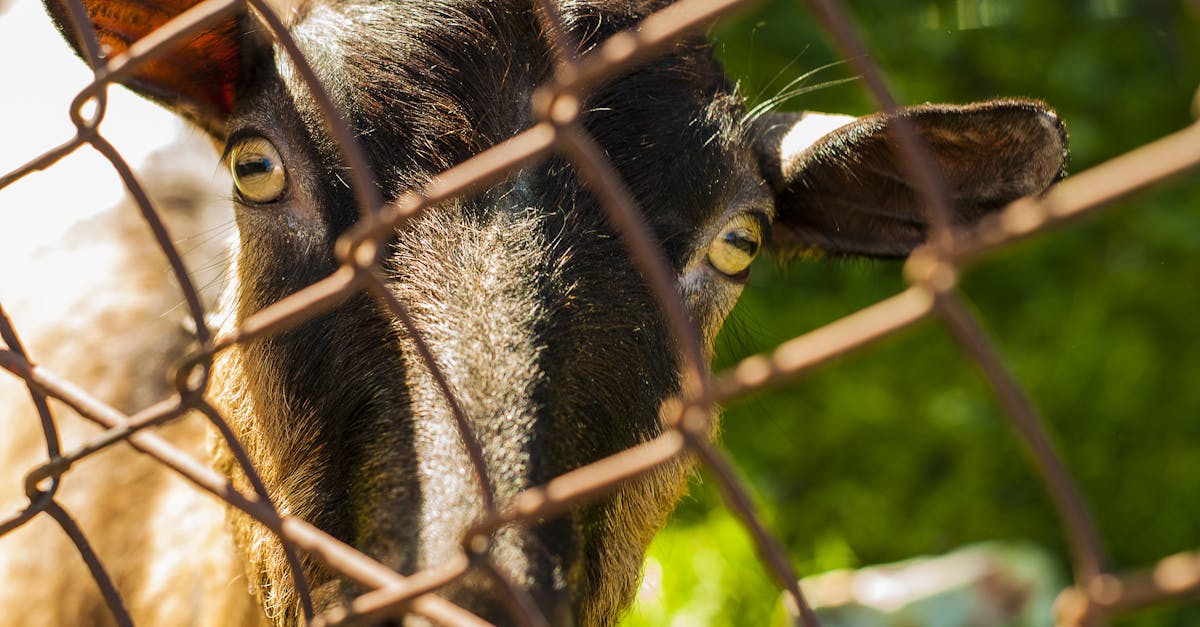 entdecken sie die bedeutung von tierschutzorganisationen, die sich für das wohl von tieren einsetzen. erfahren sie mehr über ihre initiativen, projekte und wie sie helfen können, das leben von tieren zu verbessern.