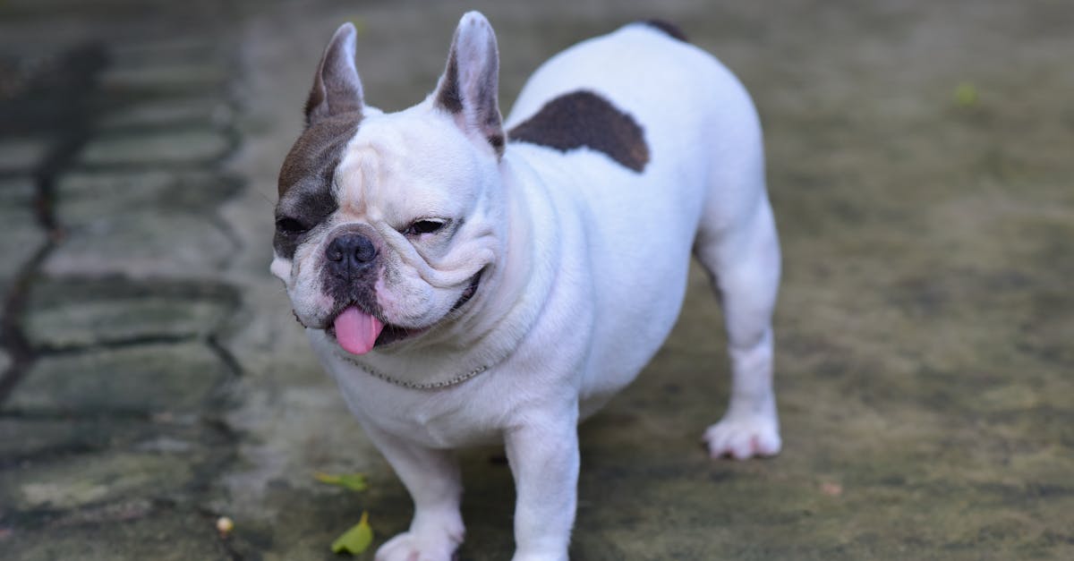 erfahren sie alles über pet advocacy: wie sie sich für das wohl von haustieren einsetzen, tierschutzorganisationen unterstützen und das bewusstsein für tierrechte in ihrer gemeinschaft stärken können.