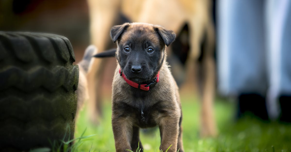 entdecken sie effektive hundetrainingsmethoden, um das verhalten ihres hundes zu verbessern. tipps, tricks und anleitungen für anfänger und erfahrene hundebesitzer. starten sie jetzt mit dem erfolgreichen hundetraining!