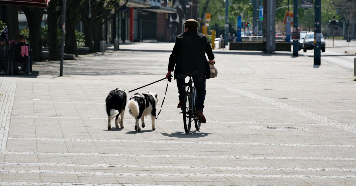 entdecken sie die besten tipps und produkte für die pflege ihrer haustiere. von der richtigen ernährung bis zu gesundheitsratschlägen – alles, was sie für ein glückliches und gesundes leben ihres vierbeinigen freundes brauchen.