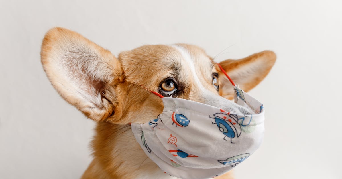 entdecken sie die wichtigsten tierschutzorganisationen, die sich für das wohlbefinden von tieren einsetzen. erfahren sie, wie sie helfen und zu einer besseren zukunft für unsere tierischen freunde beitragen können.