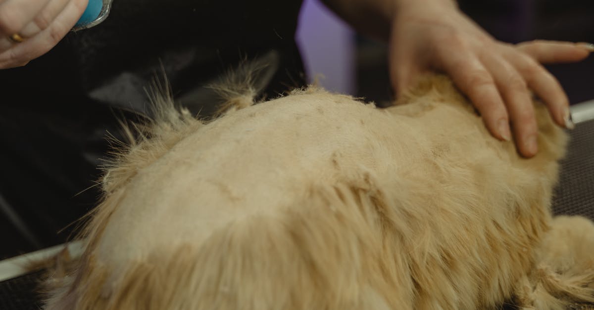 entdecken sie die besten tierschutzorganisationen, die sich für das wohl der tiere einsetzen. erfahren sie, wie sie helfen können und welche initiativen für den schutz und die rettung von tieren aktiv sind.