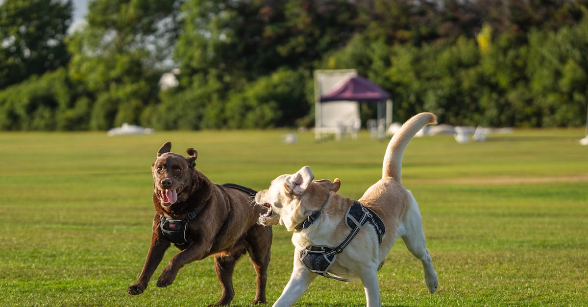 entdecken sie hilfreiche tipps und umfassende informationen zur optimalen pflege ihres haustiers. erfahren sie alles über ernährung, gesundheit und wohlbefinden ihres tieres für ein glückliches zusammenleben.