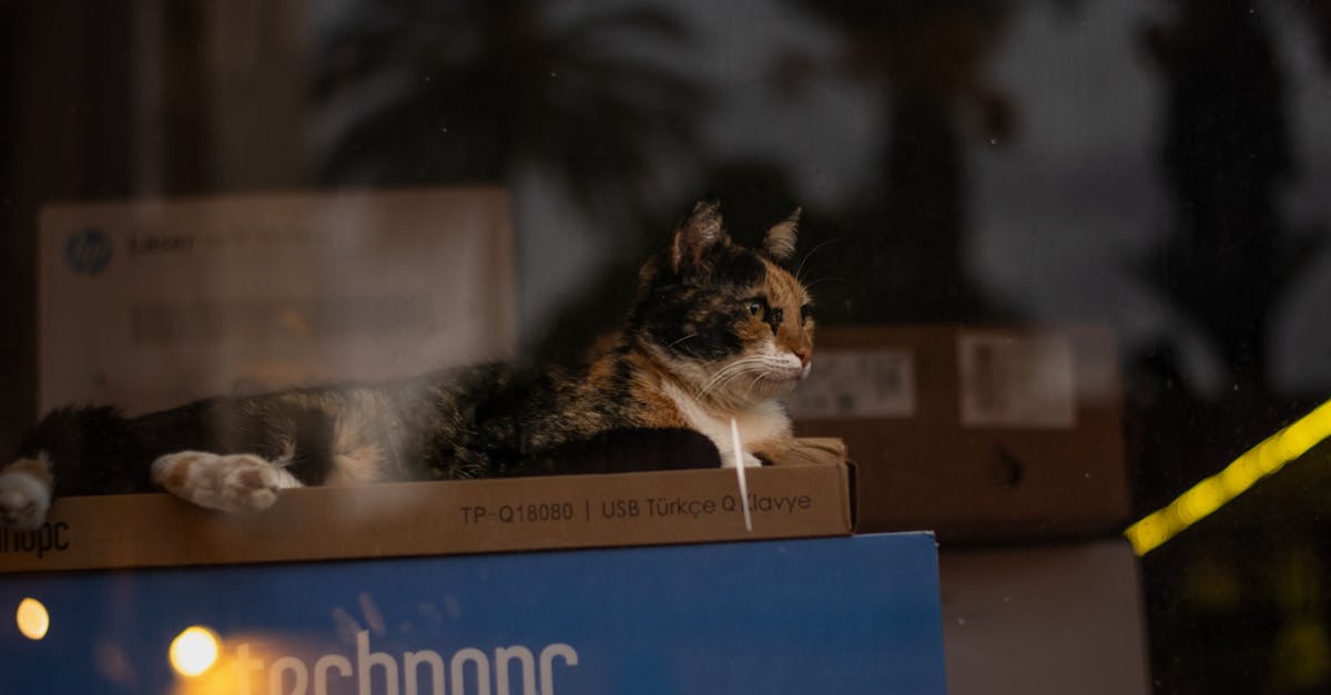 erfahren sie alles über pet advocacy – wie sie sich für das wohlergehen ihrer haustiere einsetzen, rechte stärken und wertvolle tipps zum schutz ihrer tierischen begleiter erhalten.