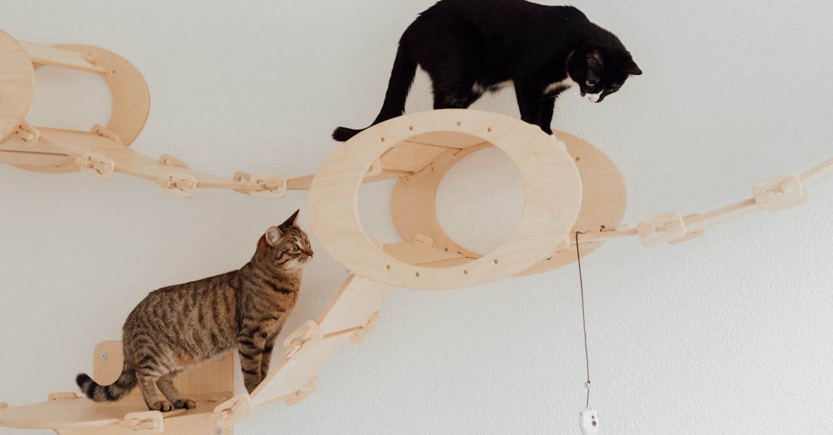 entdecken sie eine große auswahl an haustierbedarf für ihre geliebten tiere. von futter über spielzeug bis hin zu pflegeprodukten – alles, was sie brauchen, um ihr haustier glücklich und gesund zu halten.