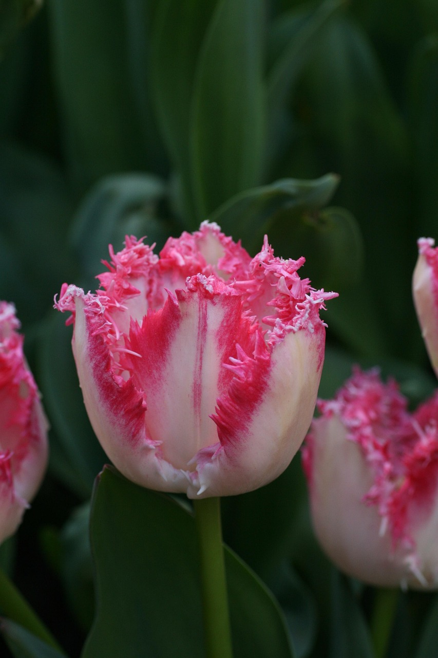 Klöckner weist AfD zurecht: Kein Platz für Kartelle hier