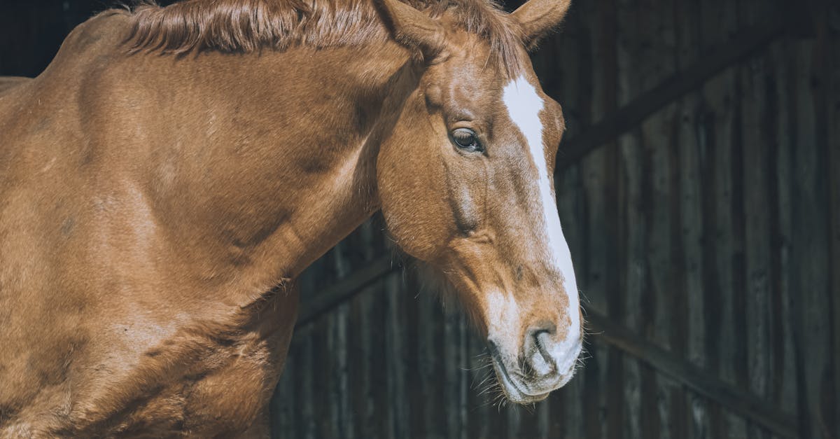 Haustiere: Tipps zur artgerechten Haltung und Pflege