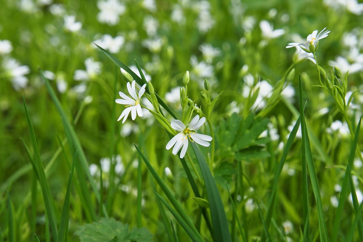 Sich in der natur aufladen: vorteile und tipps