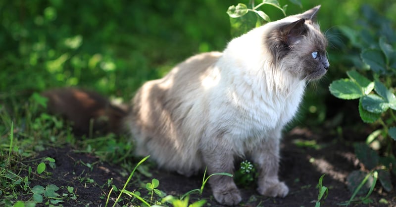 Britisch Langhaar: Charakter, Haltung & Pflege der flauschigen Katze