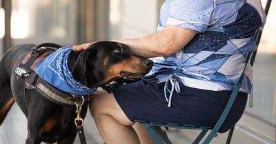 Haustierverhaltenstherapie: effektive Methoden zur Verbesserung des Verhaltens Ihrer Tiere