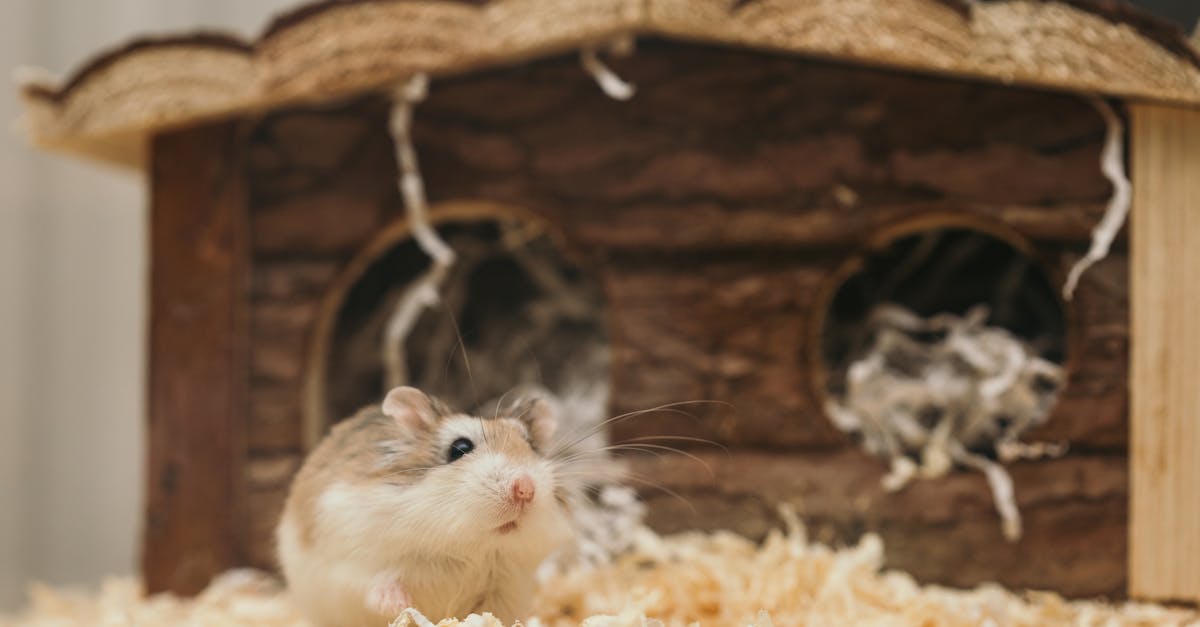 Haustierbedarf: Die besten Produkte für Ihre tierischen Begleiter