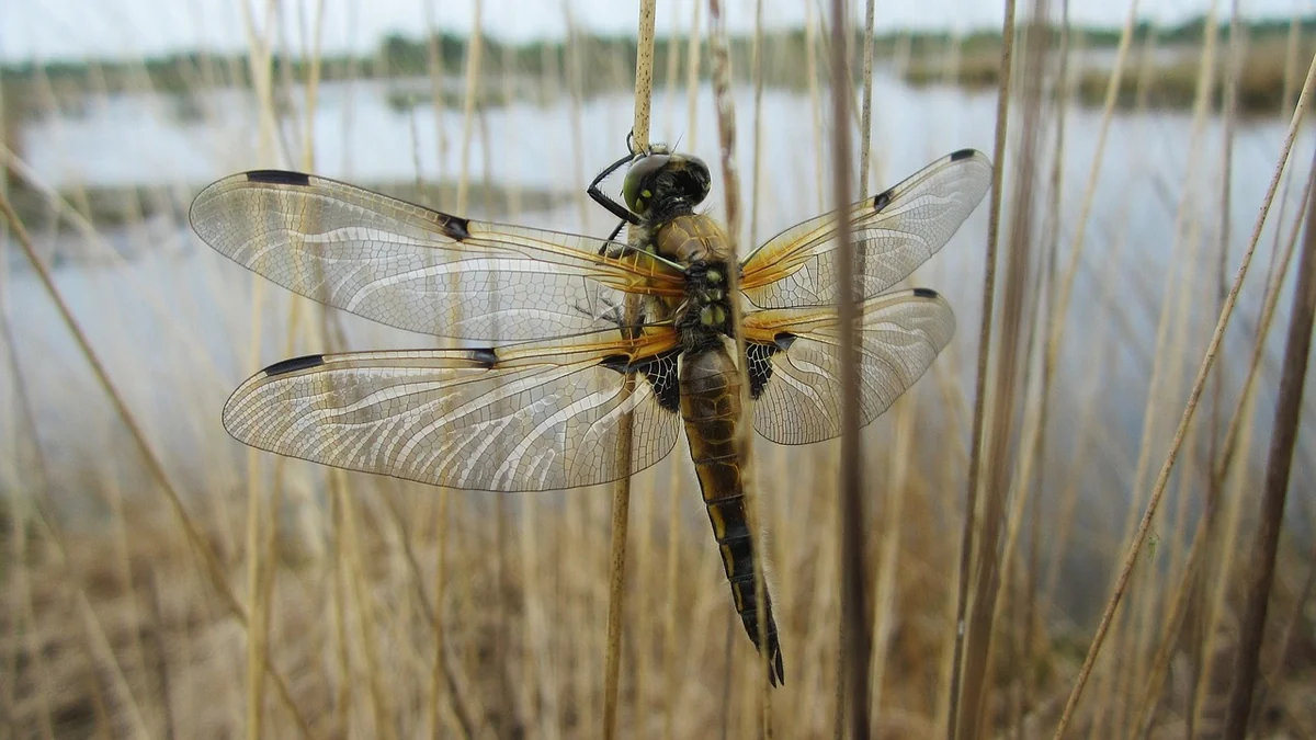 libelle