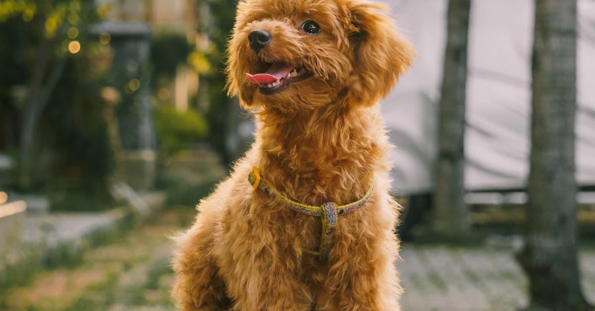 Haustierpflege: Tipps zur optimalen Pflege Ihres geliebten Begleiters
