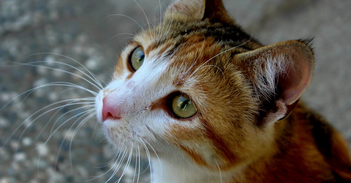 Tierpflege: Tipps und Tricks für die optimale Betreuung Ihrer Haustiere