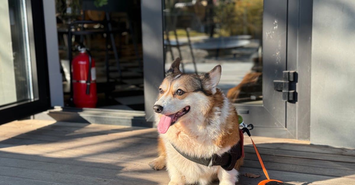 Haustier-Cafés: Eine neue Trenddestination für Tierliebhaber