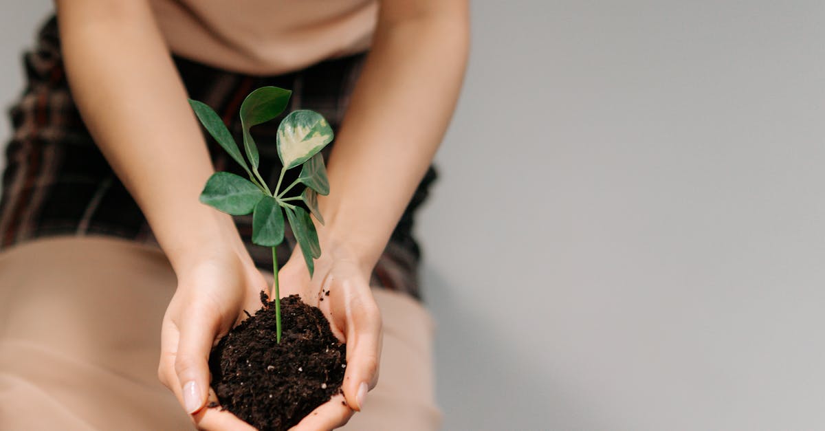 Nachhaltiges Wohnen: Tipps für umweltfreundliches Leben im Alltag