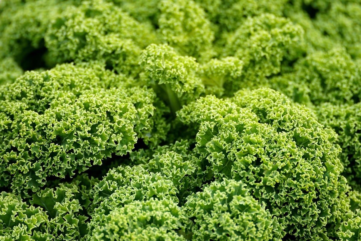 Die Top 7 Veganen Blogger Deutschlands, die Deine Ernährung Verändern Werden