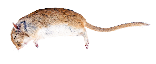 Business-Netzwerke: Die Schlüssel zum Erfolg im digitalen Zeitalter